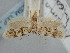  (Aprominta atricanella - BGE_ZSM_LEP_1802)  @11 [ ] by-nc-sa (2024) SNSB, Staatliche Naturwissenschaftliche Sammlungen Bayerns ZSM (SNSB, Zoologische Staatssammlung Muenchen)