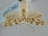  ( - BGE_ZSM_LEP_1804)  @11 [ ] by-nc-sa (2024) SNSB, Staatliche Naturwissenschaftliche Sammlungen Bayerns ZSM (SNSB, Zoologische Staatssammlung Muenchen)