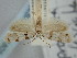  (Aprominta bifasciata - BGE_ZSM_LEP_1805)  @11 [ ] by-nc-sa (2024) SNSB, Staatliche Naturwissenschaftliche Sammlungen Bayerns ZSM (SNSB, Zoologische Staatssammlung Muenchen)