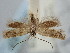  (Aprominta cryptogamarum - BGE_ZSM_LEP_1808)  @11 [ ] by-nc-sa (2024) SNSB, Staatliche Naturwissenschaftliche Sammlungen Bayerns ZSM (SNSB, Zoologische Staatssammlung Muenchen)