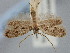  ( - BGE_ZSM_LEP_1822)  @11 [ ] by-nc-sa (2024) SNSB, Staatliche Naturwissenschaftliche Sammlungen Bayerns ZSM (SNSB, Zoologische Staatssammlung Muenchen)