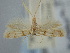  (Aprominta xena - BGE_ZSM_LEP_1823)  @11 [ ] by-nc-sa (2024) SNSB, Staatliche Naturwissenschaftliche Sammlungen Bayerns ZSM (SNSB, Zoologische Staatssammlung Muenchen)