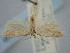  ( - BGE_ZSM_LEP_1842)  @11 [ ] by-nc-sa (2024) SNSB, Staatliche Naturwissenschaftliche Sammlungen Bayerns ZSM (SNSB, Zoologische Staatssammlung Muenchen)