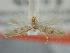  ( - BGE_ZSM_LEP_1851)  @11 [ ] by-nc-sa (2024) SNSB, Staatliche Naturwissenschaftliche Sammlungen Bayerns ZSM (SNSB, Zoologische Staatssammlung Muenchen)