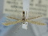  ( - BGE_ZSM_LEP_1944)  @11 [ ] by-nc-sa (2024) SNSB, Staatliche Naturwissenschaftliche Sammlungen Bayerns ZSM (SNSB, Zoologische Staatssammlung Muenchen)