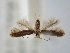  ( - BGE_ZSM_LEP_2001)  @11 [ ] by-nc-sa (2024) SNSB, Staatliche Naturwissenschaftliche Sammlungen Bayerns ZSM (SNSB, Zoologische Staatssammlung Muenchen)