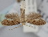  ( - BGE_ZSM_LEP_2104)  @11 [ ] by-nc-sa (2024) SNSB, Staatliche Naturwissenschaftliche Sammlungen Bayerns ZSM (SNSB, Zoologische Staatssammlung Muenchen)