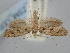  ( - BGE_ZSM_LEP_2106)  @11 [ ] by-nc-sa (2024) SNSB, Staatliche Naturwissenschaftliche Sammlungen Bayerns ZSM (SNSB, Zoologische Staatssammlung Muenchen)