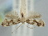  ( - BGE_ZSM_LEP_2162)  @11 [ ] by-nc-sa (2024) SNSB, Staatliche Naturwissenschaftliche Sammlungen Bayerns ZSM (SNSB, Zoologische Staatssammlung Muenchen)