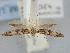  ( - BGE_ZSM_LEP_2246)  @11 [ ] by-nc-sa (2024) SNSB, Staatliche Naturwissenschaftliche Sammlungen Bayerns ZSM (SNSB, Zoologische Staatssammlung Muenchen)