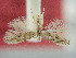  ( - BGE_ZSM_LEP_2260)  @11 [ ] by-nc-sa (2024) SNSB, Staatliche Naturwissenschaftliche Sammlungen Bayerns ZSM (SNSB, Zoologische Staatssammlung Muenchen)