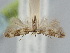  ( - BGE_ZSM_LEP_2348)  @11 [ ] by-nc-sa (2024) SNSB, Staatliche Naturwissenschaftliche Sammlungen Bayerns ZSM (SNSB, Zoologische Staatssammlung Muenchen)