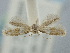  ( - BGE_ZSM_LEP_2378)  @11 [ ] by-nc-sa (2024) SNSB, Staatliche Naturwissenschaftliche Sammlungen Bayerns ZSM (SNSB, Zoologische Staatssammlung Muenchen)