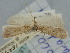  ( - BGE_ZSM_LEP_2388)  @11 [ ] by-nc-sa (2024) SNSB, Staatliche Naturwissenschaftliche Sammlungen Bayerns ZSM (SNSB, Zoologische Staatssammlung Muenchen)