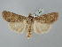  ( - BGE_ZSM_LEP_2485)  @11 [ ] by-nc-sa (2025) SNSB, Staatliche Naturwissenschaftliche Sammlungen Bayerns ZSM (SNSB, Zoologische Staatssammlung Muenchen)