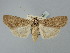  ( - BGE_ZSM_LEP_2486)  @11 [ ] by-nc-sa (2025) SNSB, Staatliche Naturwissenschaftliche Sammlungen Bayerns ZSM (SNSB, Zoologische Staatssammlung Muenchen)