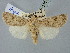  ( - BGE_ZSM_LEP_2487)  @11 [ ] by-nc-sa (2025) SNSB, Staatliche Naturwissenschaftliche Sammlungen Bayerns ZSM (SNSB, Zoologische Staatssammlung Muenchen)