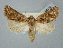  ( - BGE_ZSM_LEP_2489)  @11 [ ] by-nc-sa (2025) SNSB, Staatliche Naturwissenschaftliche Sammlungen Bayerns ZSM (SNSB, Zoologische Staatssammlung Muenchen)