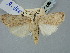  ( - BGE_ZSM_LEP_2490)  @11 [ ] by-nc-sa (2025) SNSB, Staatliche Naturwissenschaftliche Sammlungen Bayerns ZSM (SNSB, Zoologische Staatssammlung Muenchen)