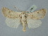  ( - BGE_ZSM_LEP_2491)  @11 [ ] by-nc-sa (2025) SNSB, Staatliche Naturwissenschaftliche Sammlungen Bayerns ZSM (SNSB, Zoologische Staatssammlung Muenchen)