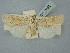  ( - BGE_ZSM_LEP_2492)  @11 [ ] by-nc-sa (2025) SNSB, Staatliche Naturwissenschaftliche Sammlungen Bayerns ZSM (SNSB, Zoologische Staatssammlung Muenchen)