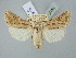  ( - BGE_ZSM_LEP_2496)  @11 [ ] by-nc-sa (2025) SNSB, Staatliche Naturwissenschaftliche Sammlungen Bayerns ZSM (SNSB, Zoologische Staatssammlung Muenchen)