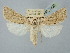  ( - BGE_ZSM_LEP_2498)  @11 [ ] by-nc-sa (2025) SNSB, Staatliche Naturwissenschaftliche Sammlungen Bayerns ZSM (SNSB, Zoologische Staatssammlung Muenchen)