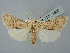  ( - BGE_ZSM_LEP_2500)  @11 [ ] by-nc-sa (2025) SNSB, Staatliche Naturwissenschaftliche Sammlungen Bayerns ZSM (SNSB, Zoologische Staatssammlung Muenchen)