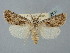  ( - BGE_ZSM_LEP_2501)  @11 [ ] by-nc-sa (2025) SNSB, Staatliche Naturwissenschaftliche Sammlungen Bayerns ZSM (SNSB, Zoologische Staatssammlung Muenchen)