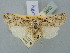  ( - BGE_ZSM_LEP_2502)  @11 [ ] by-nc-sa (2025) SNSB, Staatliche Naturwissenschaftliche Sammlungen Bayerns ZSM (SNSB, Zoologische Staatssammlung Muenchen)