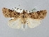  ( - BGE_ZSM_LEP_2503)  @11 [ ] by-nc-sa (2025) SNSB, Staatliche Naturwissenschaftliche Sammlungen Bayerns ZSM (SNSB, Zoologische Staatssammlung Muenchen)