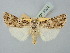  ( - BGE_ZSM_LEP_2504)  @11 [ ] by-nc-sa (2025) SNSB, Staatliche Naturwissenschaftliche Sammlungen Bayerns ZSM (SNSB, Zoologische Staatssammlung Muenchen)