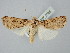  ( - BGE_ZSM_LEP_2505)  @11 [ ] by-nc-sa (2025) SNSB, Staatliche Naturwissenschaftliche Sammlungen Bayerns ZSM (SNSB, Zoologische Staatssammlung Muenchen)