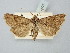  ( - BGE_ZSM_LEP_2507)  @11 [ ] by-nc-sa (2025) SNSB, Staatliche Naturwissenschaftliche Sammlungen Bayerns ZSM (SNSB, Zoologische Staatssammlung Muenchen)