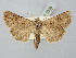  ( - BGE_ZSM_LEP_2508)  @11 [ ] by-nc-sa (2025) SNSB, Staatliche Naturwissenschaftliche Sammlungen Bayerns ZSM (SNSB, Zoologische Staatssammlung Muenchen)