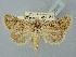  ( - BGE_ZSM_LEP_2510)  @11 [ ] by-nc-sa (2025) SNSB, Staatliche Naturwissenschaftliche Sammlungen Bayerns ZSM (SNSB, Zoologische Staatssammlung Muenchen)