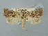  ( - BGE_ZSM_LEP_2511)  @11 [ ] by-nc-sa (2025) SNSB, Staatliche Naturwissenschaftliche Sammlungen Bayerns ZSM (SNSB, Zoologische Staatssammlung Muenchen)