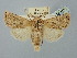  ( - BGE_ZSM_LEP_2512)  @11 [ ] by-nc-sa (2025) SNSB, Staatliche Naturwissenschaftliche Sammlungen Bayerns ZSM (SNSB, Zoologische Staatssammlung Muenchen)