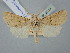  ( - BGE_ZSM_LEP_2513)  @11 [ ] by-nc-sa (2025) SNSB, Staatliche Naturwissenschaftliche Sammlungen Bayerns ZSM (SNSB, Zoologische Staatssammlung Muenchen)
