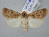  ( - BGE_ZSM_LEP_2517)  @11 [ ] by-nc-sa (2025) SNSB, Staatliche Naturwissenschaftliche Sammlungen Bayerns ZSM (SNSB, Zoologische Staatssammlung Muenchen)