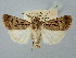  ( - BGE_ZSM_LEP_2519)  @11 [ ] by-nc-sa (2025) SNSB, Staatliche Naturwissenschaftliche Sammlungen Bayerns ZSM (SNSB, Zoologische Staatssammlung Muenchen)
