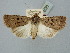  ( - BGE_ZSM_LEP_2520)  @11 [ ] by-nc-sa (2025) SNSB, Staatliche Naturwissenschaftliche Sammlungen Bayerns ZSM (SNSB, Zoologische Staatssammlung Muenchen)