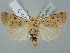  ( - BGE_ZSM_LEP_2521)  @11 [ ] by-nc-sa (2025) SNSB, Staatliche Naturwissenschaftliche Sammlungen Bayerns ZSM (SNSB, Zoologische Staatssammlung Muenchen)