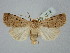  ( - BGE_ZSM_LEP_2522)  @11 [ ] by-nc-sa (2025) SNSB, Staatliche Naturwissenschaftliche Sammlungen Bayerns ZSM (SNSB, Zoologische Staatssammlung Muenchen)