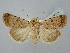  ( - BGE_ZSM_LEP_2523)  @11 [ ] by-nc-sa (2025) SNSB, Staatliche Naturwissenschaftliche Sammlungen Bayerns ZSM (SNSB, Zoologische Staatssammlung Muenchen)