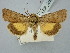  ( - BGE_ZSM_LEP_2528)  @11 [ ] by-nc-sa (2025) SNSB, Staatliche Naturwissenschaftliche Sammlungen Bayerns ZSM (SNSB, Zoologische Staatssammlung Muenchen)