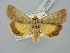  ( - BGE_ZSM_LEP_2529)  @11 [ ] by-nc-sa (2025) SNSB, Staatliche Naturwissenschaftliche Sammlungen Bayerns ZSM (SNSB, Zoologische Staatssammlung Muenchen)