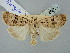  (Chersotis multangula - BGE_ZSM_LEP_2530)  @11 [ ] by-nc-sa (2025) SNSB, Staatliche Naturwissenschaftliche Sammlungen Bayerns ZSM (SNSB, Zoologische Staatssammlung Muenchen)