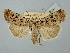  ( - BGE_ZSM_LEP_2531)  @11 [ ] by-nc-sa (2025) SNSB, Staatliche Naturwissenschaftliche Sammlungen Bayerns ZSM (SNSB, Zoologische Staatssammlung Muenchen)