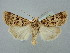  ( - BGE_ZSM_LEP_2532)  @11 [ ] by-nc-sa (2025) SNSB, Staatliche Naturwissenschaftliche Sammlungen Bayerns ZSM (SNSB, Zoologische Staatssammlung Muenchen)